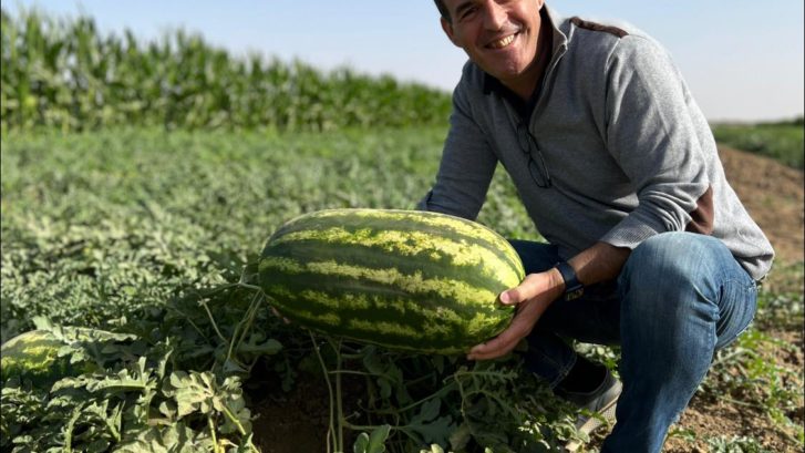 boxes for watermelon